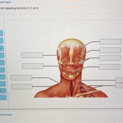 Head muscles mastication clipart showing etc large usf edu