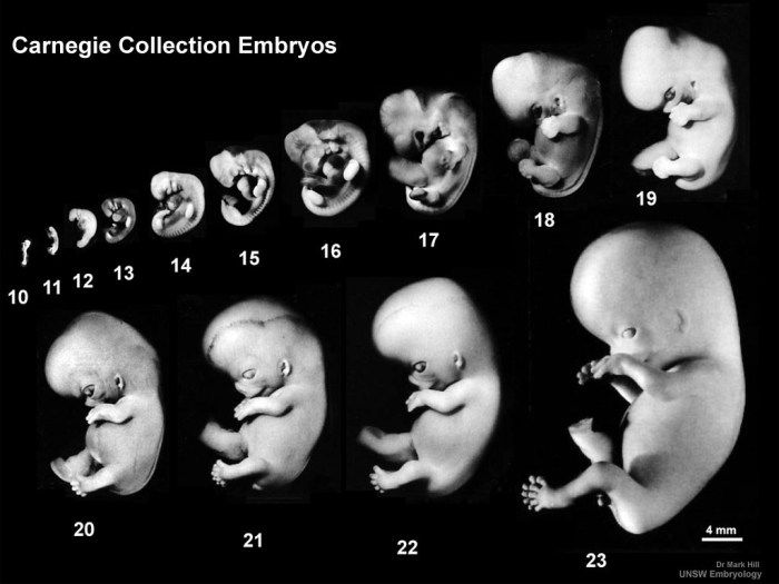 Lab development of a human fetus answer key