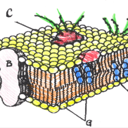 Cell membrane coloring sheet answers