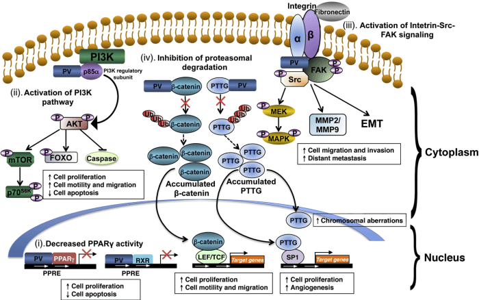 The figure above represents a generalized hormone signaling pathway