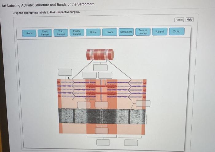 Art-labeling activity structure and bands of the sarcomere