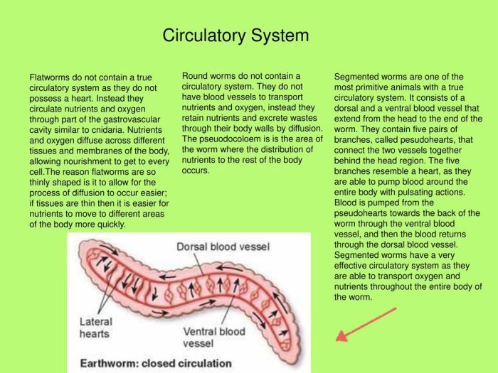 Which of the following is true about the phylum cnidaria