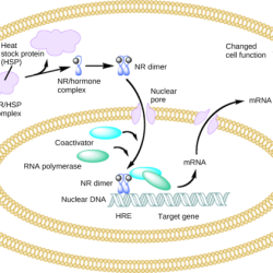 Hormone signaling hormones progesterone steroid bind pathway cell cancer sbp protein binding estrogen which