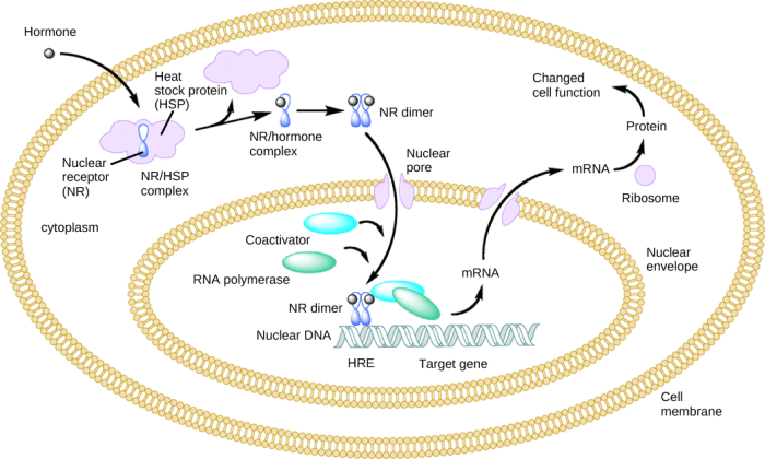 Hormone signaling hormones progesterone steroid bind pathway cell cancer sbp protein binding estrogen which