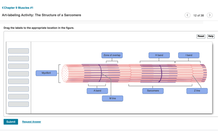 Sarcomere sarkomer physiology contraction alltså varje är muscular