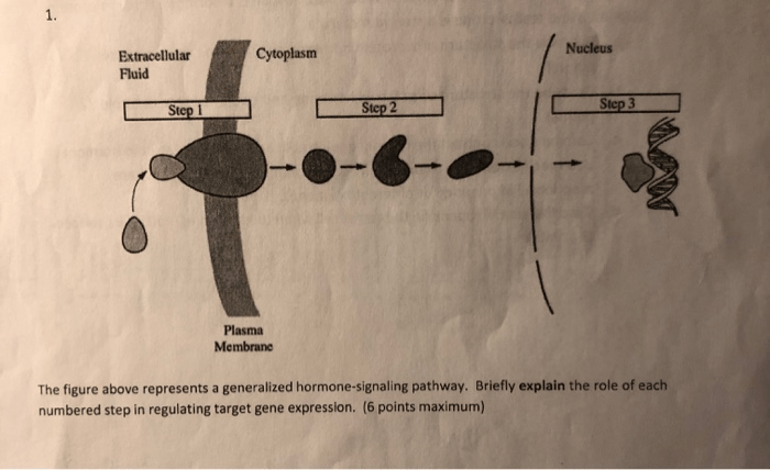 The figure above represents a generalized hormone signaling pathway