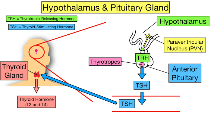 Thyroid hormone basic regulation hormones synthesis endocrinology circuitry